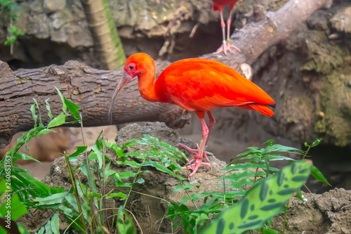 Scarlet ibis in the zoo © Daniel
