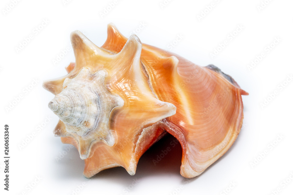 Sea shell in high resolution with white background Sea shell in high resolution with white background