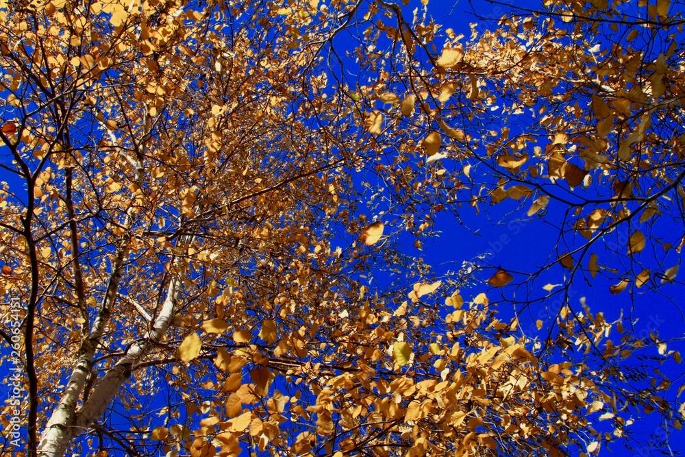 Golden birch leaves and due sky