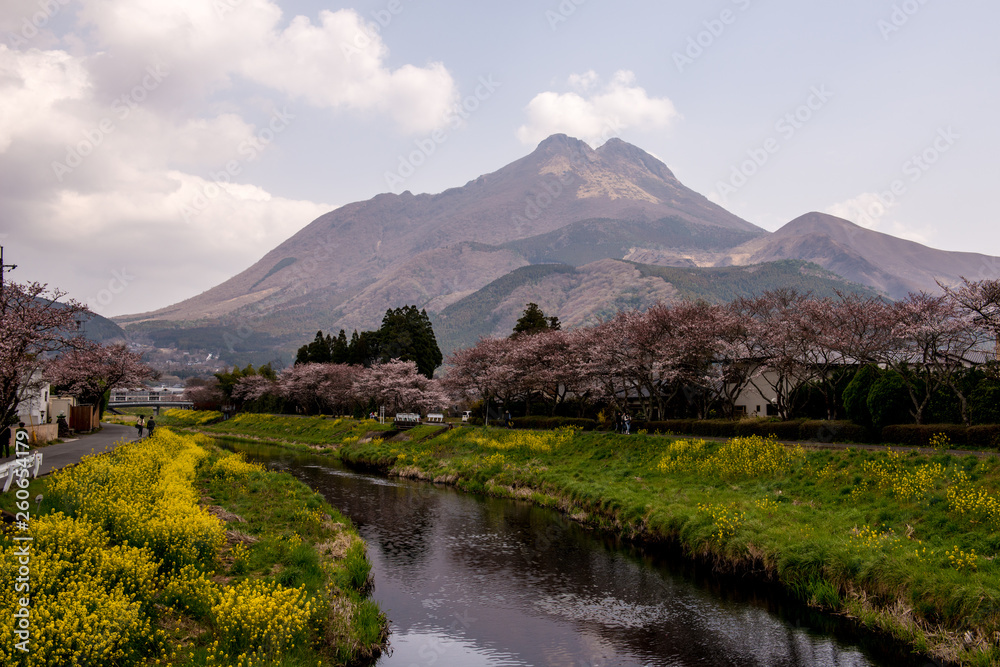 Fototapeta premium 由布院の桜と菜の花