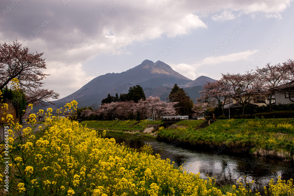 Fototapeta premium 由布院の桜と菜の花