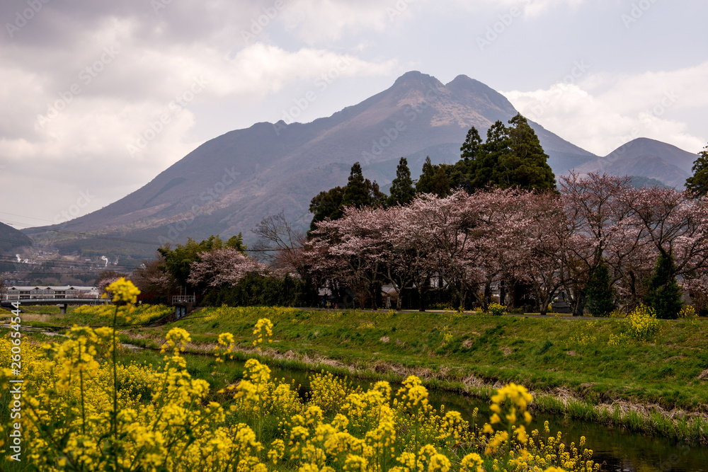 Fototapeta premium 由布院の桜と菜の花
