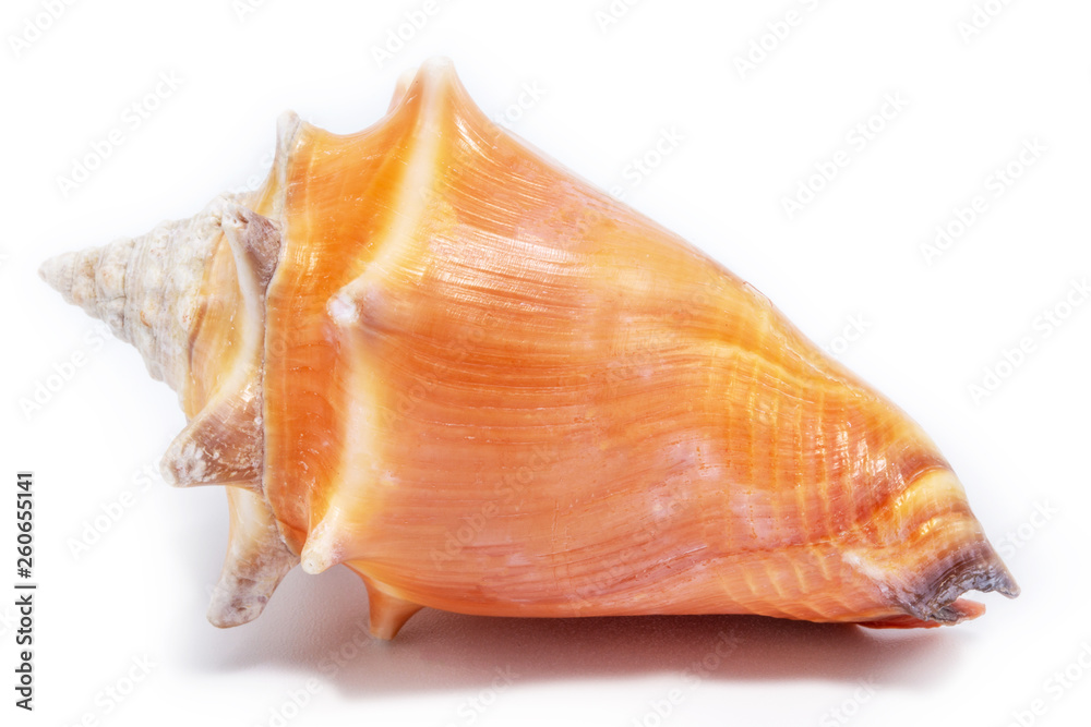 Obraz premium large orange sea shell, beautiful. Isolated background.