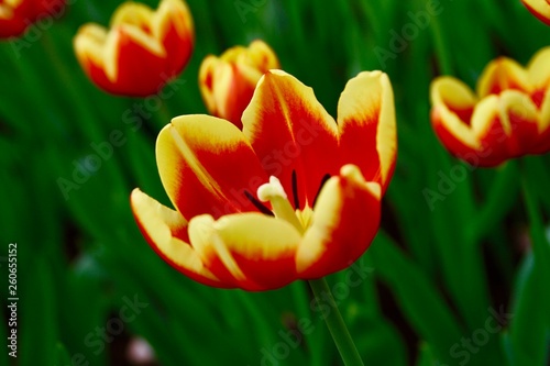 orange tulip spring flowers 