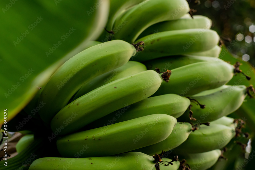 Fresh Green Unripe banana Cluster plantation cultivation in South East Asia