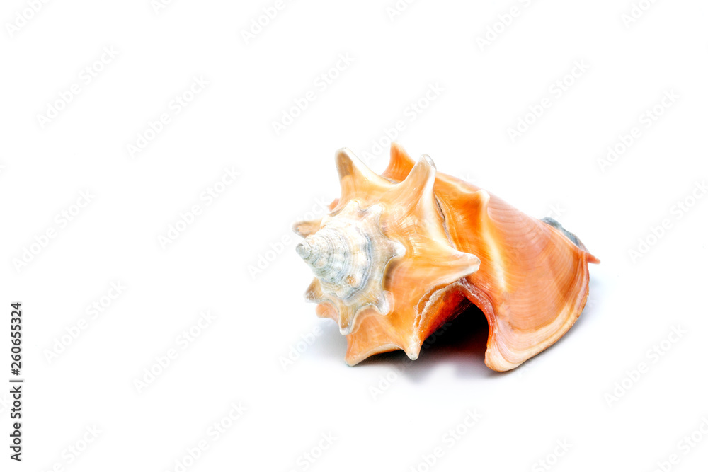 large orange sea shell, beautiful. Isolated background. large orange sea shell, beautiful. Isolated background.