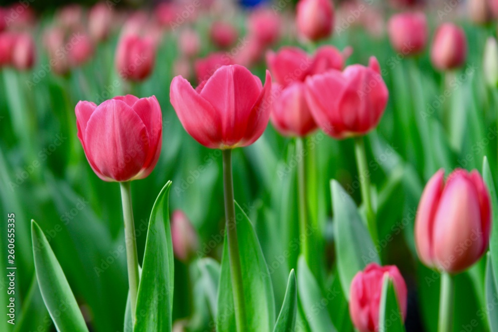 pink tulip spring flowers 