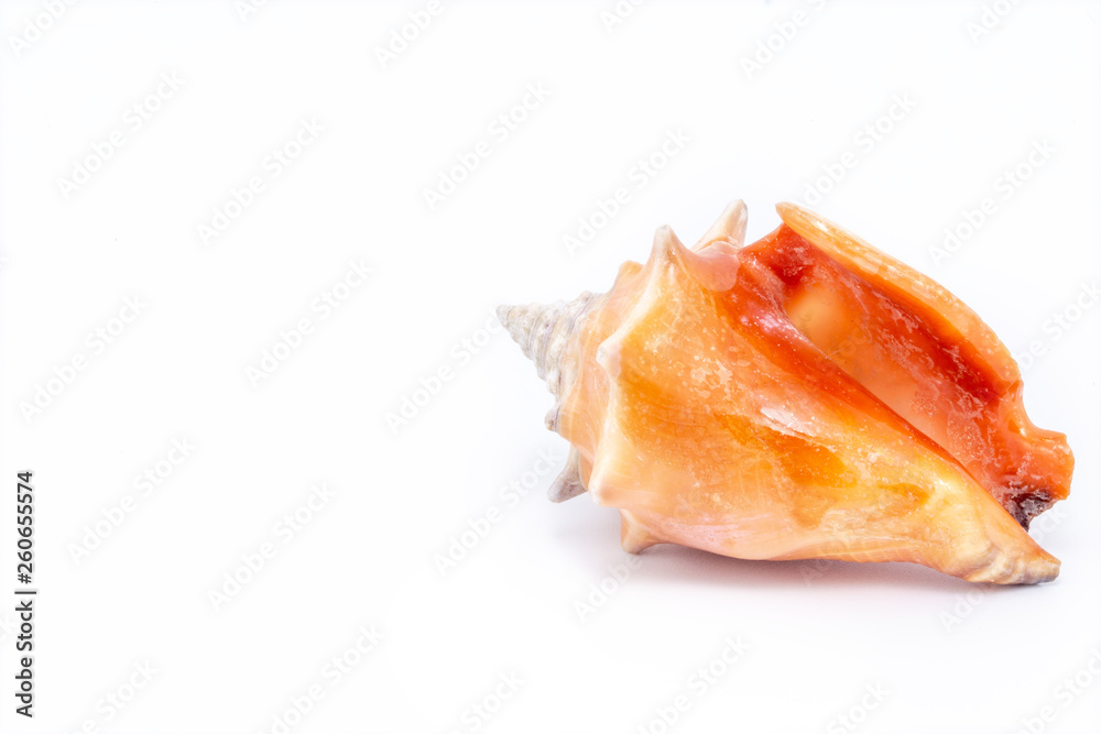 large orange sea shell, beautiful. Isolated background.