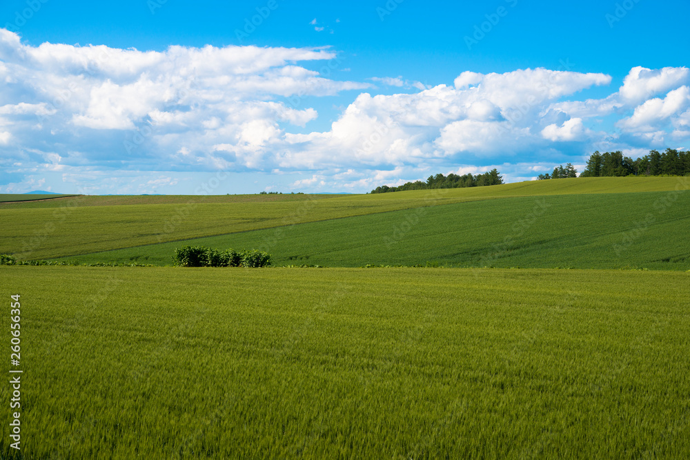 夏の麦畑