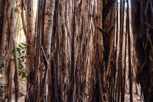Banyan tree branch background