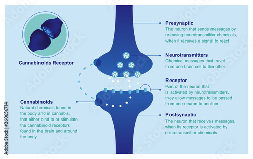 HOW AND WHY YOUR BRAIN MAKES ITS OWN CANNABINOIDS ENDOCANNABINOID SYSTEM