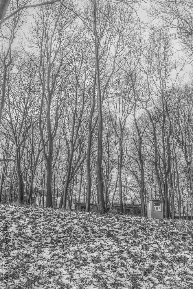 Fototapeta Winter Woods