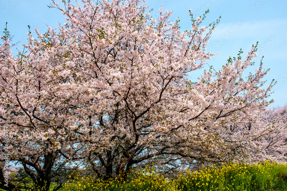 風土記の丘の桜