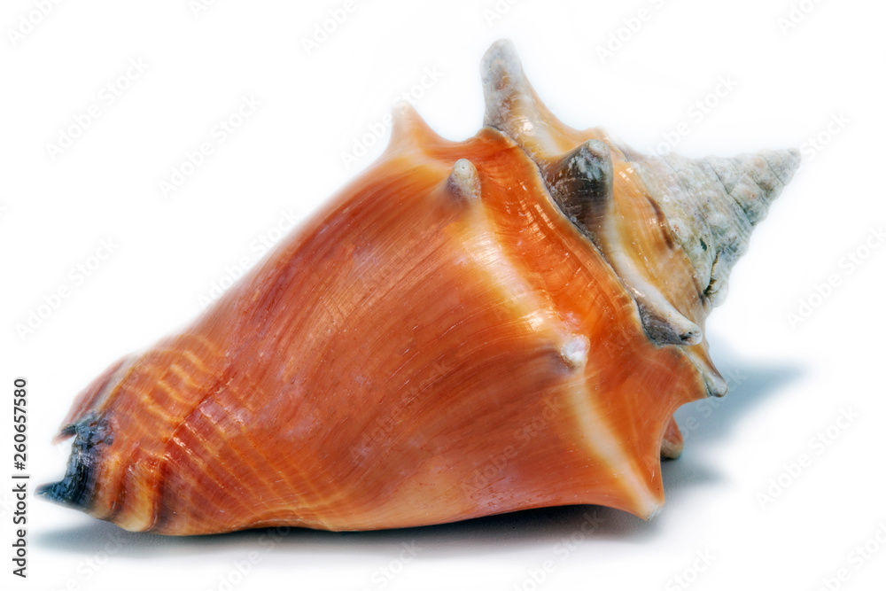sea shell in high resolution, photo on white background. sea shell in high resolution, photo on white background.
