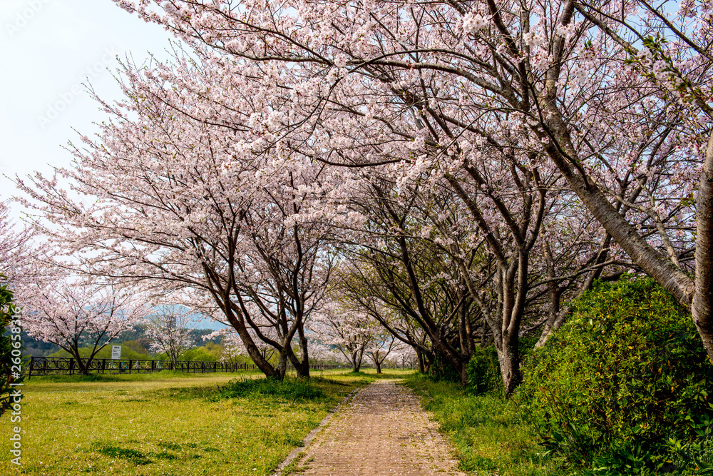 桜づつみ公園の桜 桜づつみ公園の桜