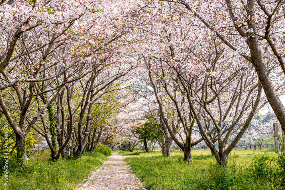 桜づつみ公園の桜