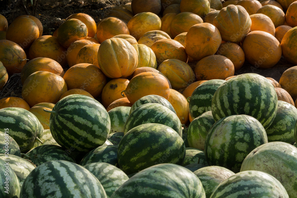 Sale of watermelon and melon. A bunch of whole watermelons and melons lie on the field. Agricultura Ukraine.	