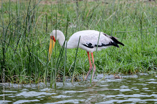 Stork in Uganda photo