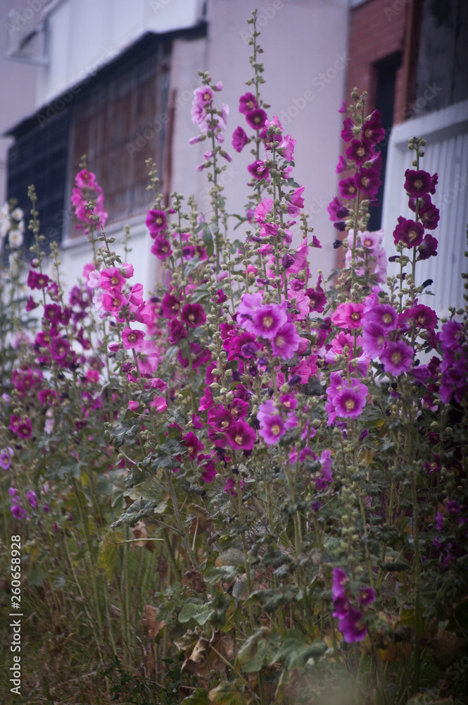 Obraz premium flowers in front of an old house