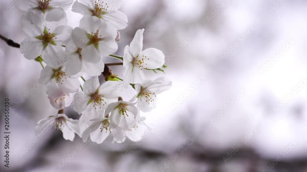 beautiful Sakura, Cherry Blossom flower in spring season beautiful Sakura, Cherry Blossom flower in spring season