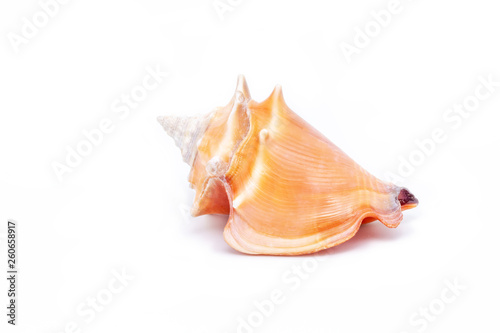 Large orange sea shell, beautiful. Isolated background.