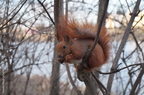 Closeup of squirrel sitting on branch above the river. Squirrels are members of the family Sciuridae, a family that includes small or medium-size rodents. © Ruslan