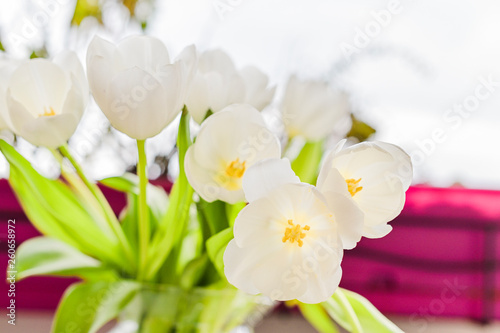 Bouquet of white tulips in a vase on a gray background. Flowers as a gift for your favorite person. Copy spce