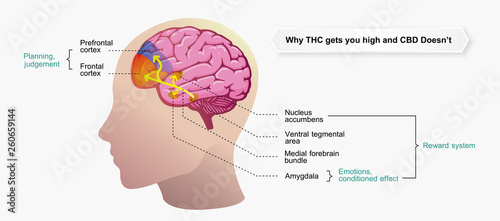 why THC gets you high and CBD doesn't,effect on body,vector infographic on white background.