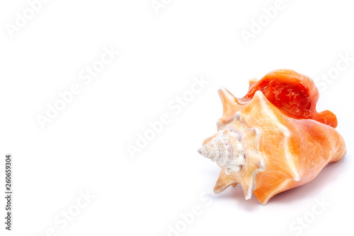 Large orange sea shell, beautiful. Isolated background.