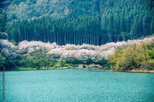 香下ダムの桜