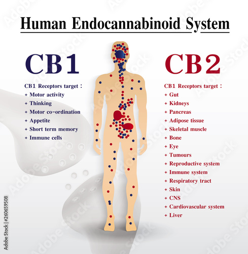 human endocannabinoid CB1 and CB2 Receptors in body,vector infographic on white background.