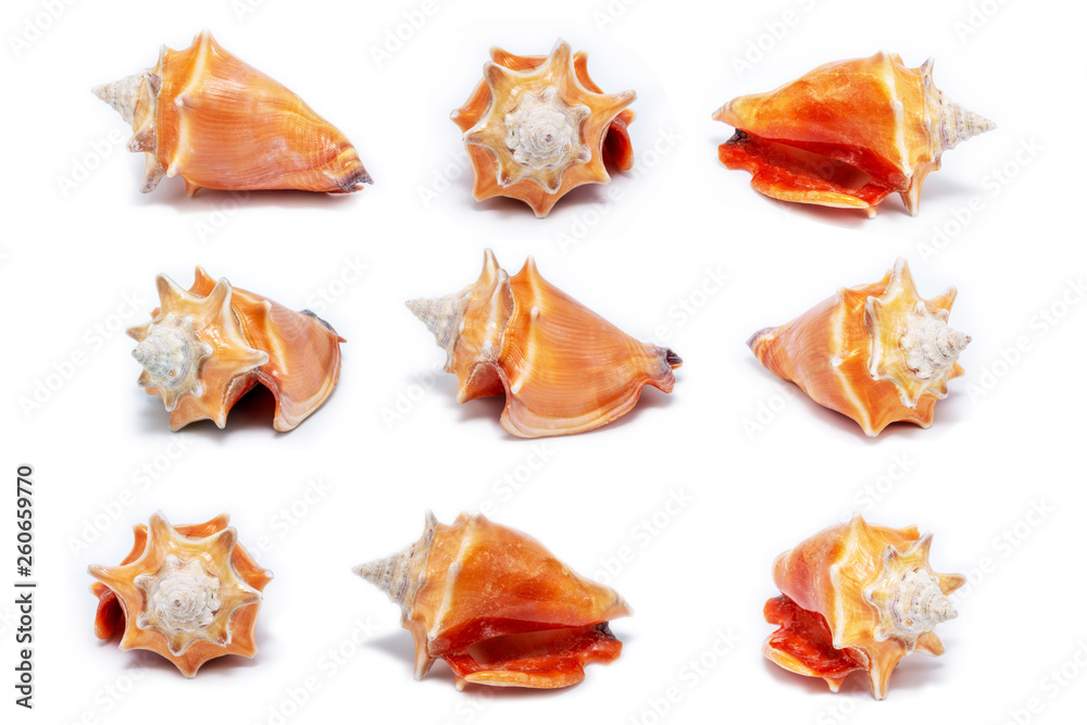 photos of many sea shells, collection of isolated sea shells photos of many sea shells, collection of isolated sea shells