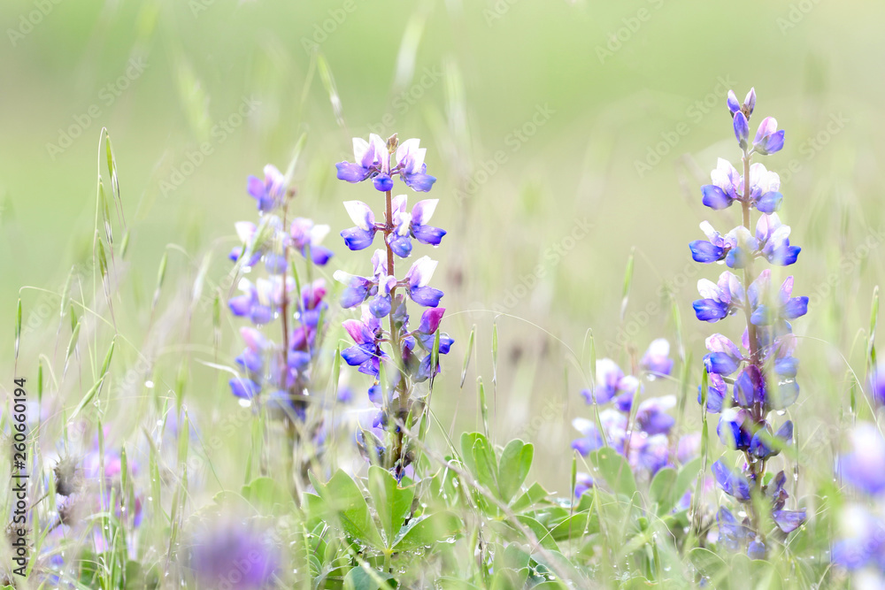 Lupines Lupines