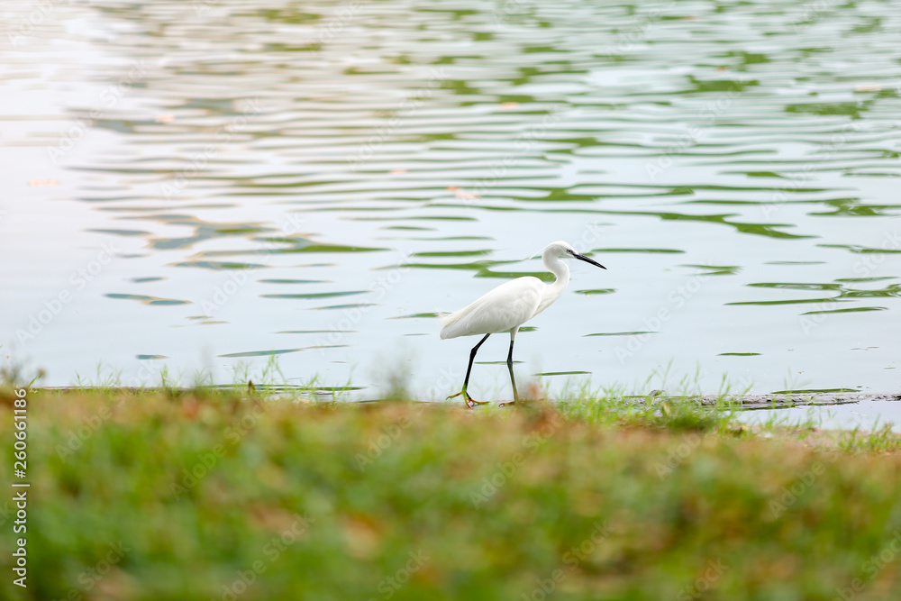 Obraz premium great blue heron