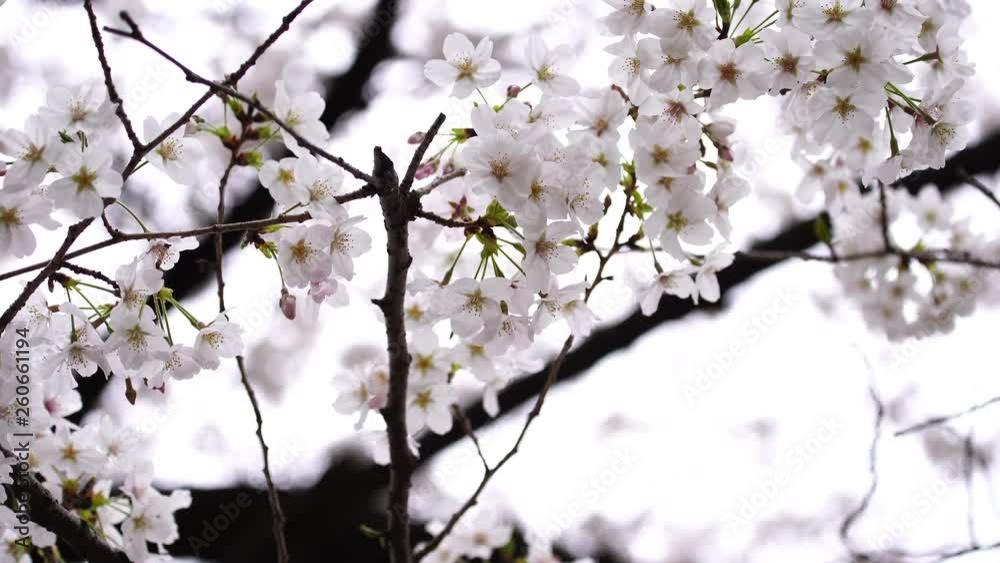 beautiful Sakura, Cherry Blossom flower in spring season beautiful Sakura, Cherry Blossom flower in spring season