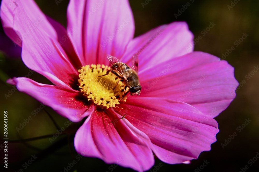 Honey bee on a pink flower close up Honey bee on a pink flower close up