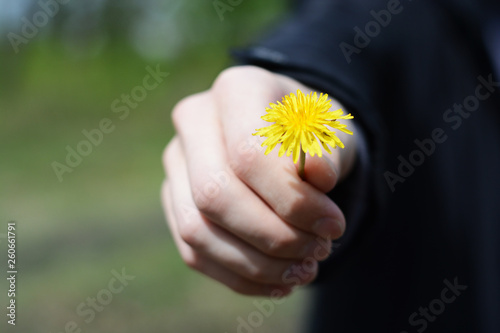 A person with a dandelion flower in his hand in spring