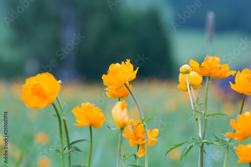 Orange globe-flower  lat. Trollius 