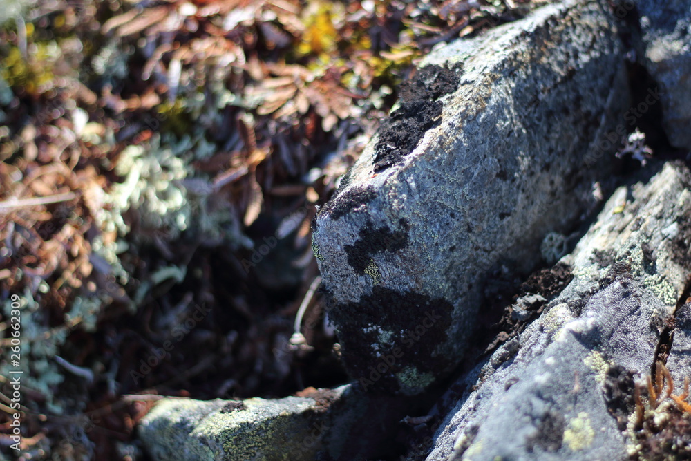 Rock surface texture with moss growing Rock surface texture with moss growing