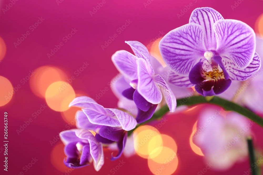 Fototapeta premium Orchid flower. purple orchid macro on a purple background with golden bokeh.Floral background.Orchids flowers phalaenopsis