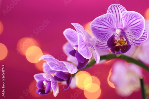 Orchid flower.  purple orchid macro on a purple background with golden bokeh.Floral  background.Orchids flowers phalaenopsis © Yuliya