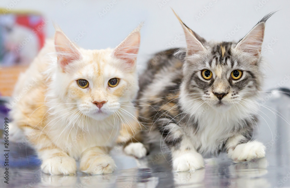 Maine Coon cats are white and tabi (mottled striped). Maine Coon is a breed of cats that originated from Maine cats in North East America. Aboriginal cat breed in North America.