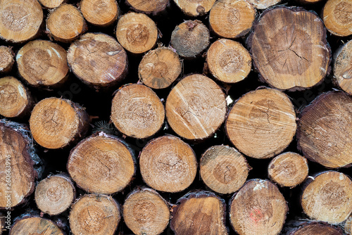 frische Holzst  mme nach dem F  llen in einem Wald