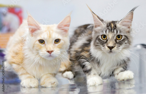 Maine Coon cats are white and tabi (mottled striped). Maine Coon is a breed of cats that originated from Maine cats in North East America. Aboriginal cat breed in North America.