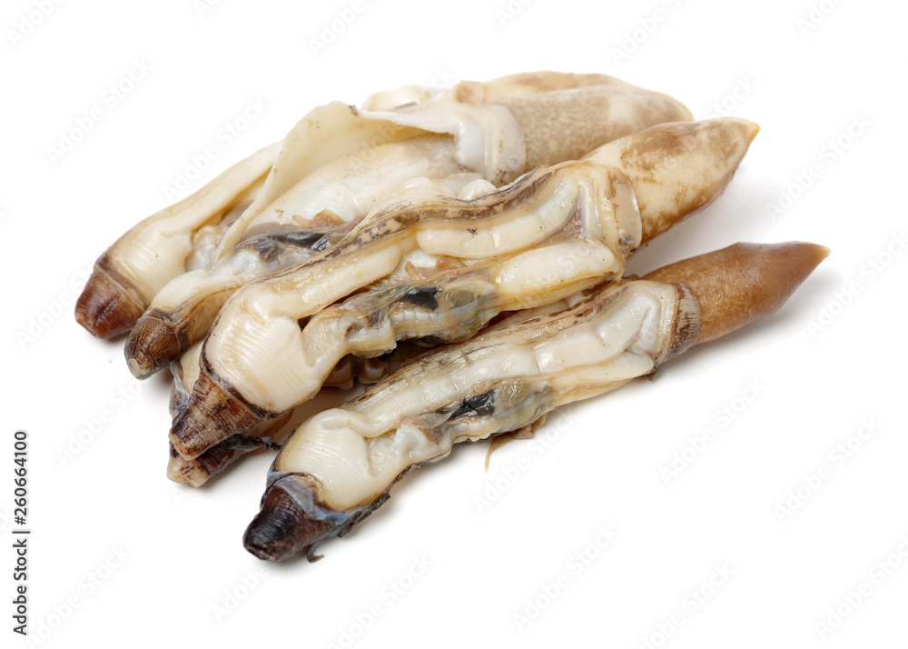 Razor clams isolated on white background. Razor clams isolated on white background.