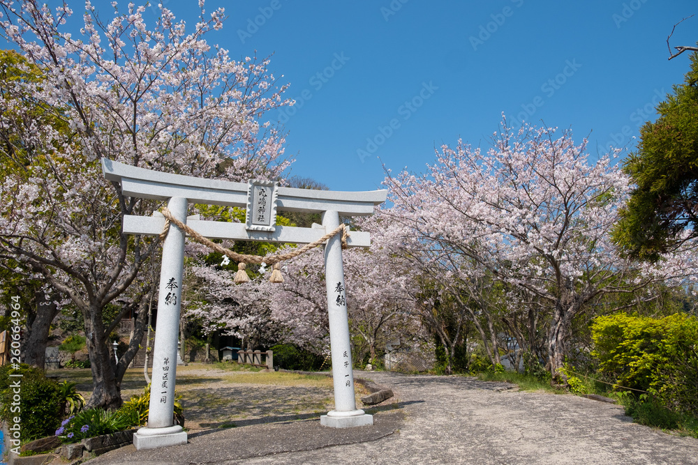 熊本県水俣市　丸嶋神社の鳥居と境内の満開の桜