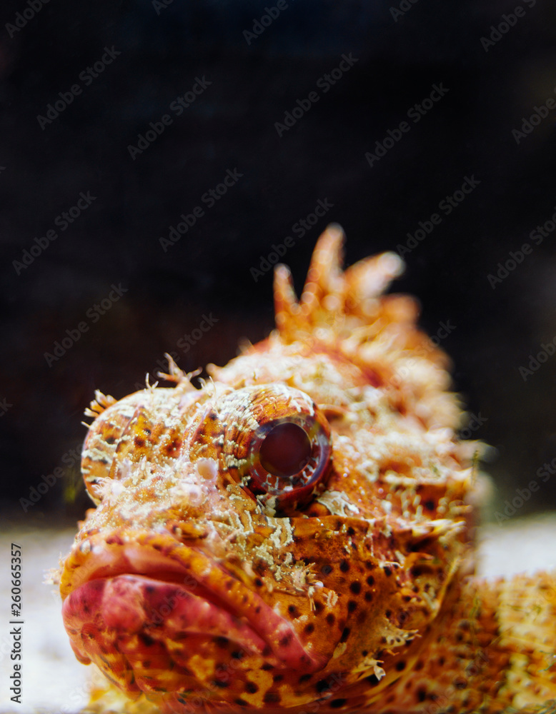 Amazing underwater world - Warty frogfish / frog fish (Clown frogfish) - Antennarius maculatus.