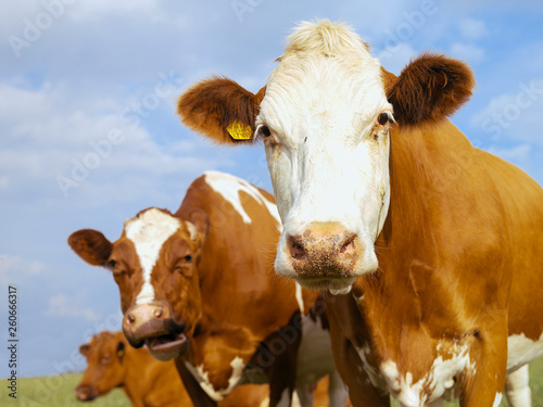 Brown and white cows, Dairy cattle (Bos taurus) © MH STOCK