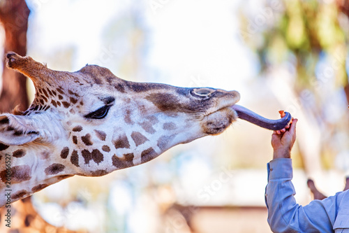 The Unique Long Necked Long Legged Giraffe photo