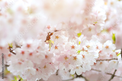 Image of blossom cherry flowers © YourBestPhoto.ca